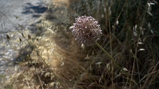 Il Borgo Fantasma di Toiano Pisa  Cinematic Drone Video [upl. by Standing833]