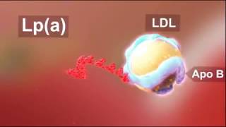 Atherosclerosis Lpa in Focus [upl. by Yv]