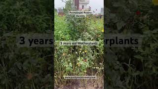 3 years old 🌹motherplants  Healthy  Disease free  Pushpanjali Rosery Bareilly [upl. by Rettig]