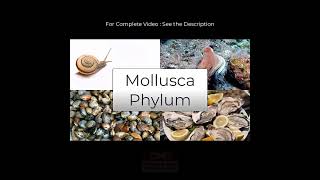 Mollusca Phylum I Species in News I Link for Complete video in Description [upl. by Jevon]