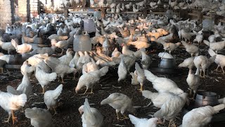 Pakistan Poultry Farm  Pakistan Production  Pakistan farming  part 3 [upl. by Acinorahs]