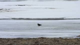 Rough legged Buzzard and Arctic Skuas in Norway [upl. by Chiou606]