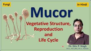 Mucor  Structure  Life cycle [upl. by Llerreg]