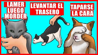 Explicación de los verdaderos significados de 9 comportamientos extraños de los gatos [upl. by Laurent]