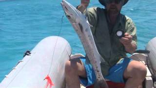 Catching barracuda in Bahamas with underwater sound speaker [upl. by Ruskin]