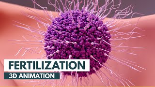 How Fertilization happens  3D Animation [upl. by Gratiana]