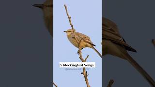 5 Mockingbird Songs birdsounds [upl. by Hi]