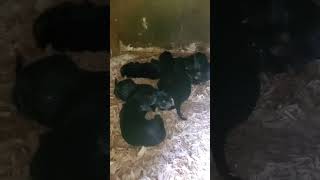 Very active 3 DAY OLD Black amp Tan COONHOUND PUPPIES [upl. by Annelg]