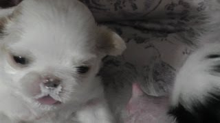 Japanese Chin puppies feeding  21 days old in Close up HD [upl. by Tulley]