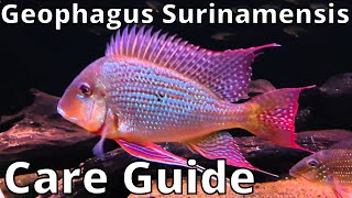 Geophagus Surinamensis Care Guide [upl. by Lirba591]