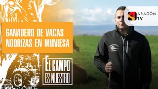 Ganadero de vacas nodrizas en Muniesa [upl. by Netsuj]