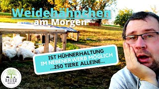 Hühnerhaltung als Nebenjob oder Nebenerwerb wie ich 250 Tiere alleine versorge [upl. by Merridie]