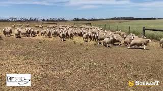 Brolga Partnership Ac PM amp RM Dooley Prime Line Sheep Dispersal Sale 1 [upl. by Syd]