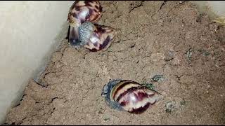 Featuring my pet snails nature awareness gastropoda  Jelley crawlers [upl. by Blount125]