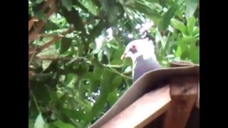 Burung Merpati Hias Jambul [upl. by Enyawal]