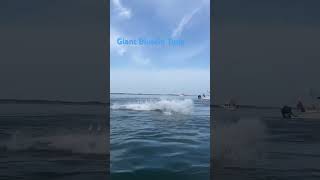 Menhaden go flying as a Giant Bluefin Tuna crashes on them deepseafishes fishing tuna ocean [upl. by Shabbir]