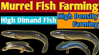 Murrel मछली पालन कैसे करे l How To Do Murrel Fish Farming l Snakehead Fish Farming l Saur Fish Pond [upl. by Kristina669]