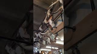 Stockyards Fort Worth Texas سوق رعاة البقر تكساس [upl. by Luapleahcim340]