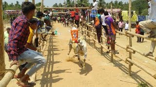 Bபெத்தம்பட்டி எருதுகட்டு 2024 Full Running Videos B PETHAMPATTI 2024 bpethampatti eruthukattu [upl. by Nanek]