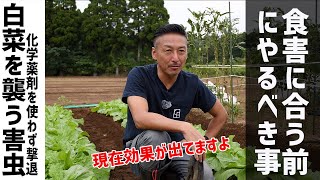 【白菜栽培43日目】ミクロの害虫を発見して対策！今なら間に合います [upl. by Enilesoj883]