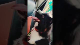 31 October 2024 my pet 🐕German speech travellingviral shortsviral shorts video [upl. by Ahsram]