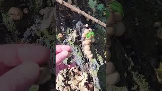 Stump puffballs Apioperdon pyriforme old name Lycoperdon pyriforme edible [upl. by Tade]