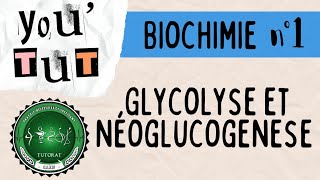 📚YOUTUT📚BIOCHIMIE LA GLYCOLYSE ET NEOGLUCOGENESE 🧪🧫 [upl. by Airitak]