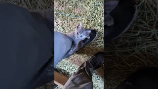 Cute kitten tries to climb up my leg cute shorts adorable orable Farmlife [upl. by Niattirb392]