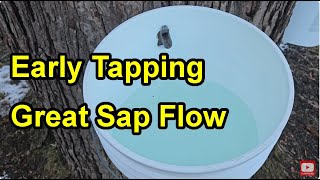 Early Maple Tapping  24Hour January 31st Sap Flow of 8 gallons For One Maple Tree [upl. by Melleta]