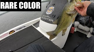 Potomac River Bass Fishing With A Heddon Zara Spook [upl. by Eiresed396]