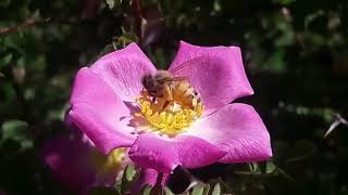 How do honey bees collect nectar from Flower [upl. by Nellie]