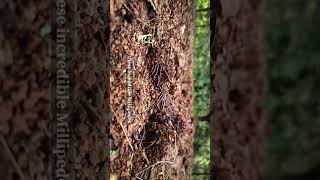 Millipedes  Soil Conservation  Wildlife [upl. by Zakaria]