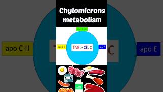 Chylomicrons metabolism chylomicrons chylomicronmetabolism shortsfeed lipoproteinmetabolism [upl. by Nagaek205]