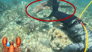 Lobstering with a Juvenile Nurse Shark [upl. by Medlin]