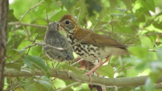 Wood Thrush feeds cowbird chick [upl. by Morlee909]