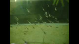 Xenopus laevis tadpoles [upl. by Olympias]