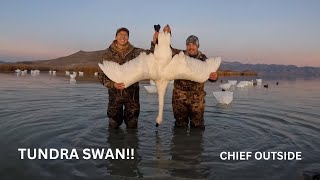 Tundra Swan Hunt North Americas largest game bird [upl. by Beauregard]