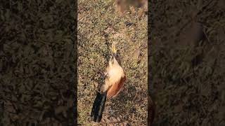 Burchells Coucal attacks a chameleon [upl. by Boote]