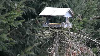 Jak zabezpieczyć karmnik przed kotamiHow to protect the bird feeder from cats [upl. by Genna593]