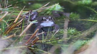 Common Frog Croaking by Jason Steel [upl. by Akiwak370]