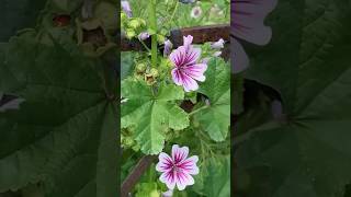 Malva Parviflora  Egyptian Mallow  Cheeseweed Mallow  Medicinal Plant  Edible Plant flower fyp [upl. by Attenov]