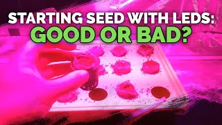 Starting Seeds with LEDs Good or Bad [upl. by Kciredec]