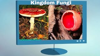 Kingdom Fungi Characteristics [upl. by Iphigeniah]