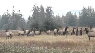 Roosevelt Elk Sequim WA [upl. by Redman]