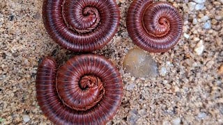 Millipedes 008 2millipede frog nature babyanimals [upl. by Rebmak257]