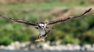 reportage  le balbuzard pêcheur [upl. by Angelle]