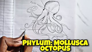 phylum  Mollusca how to Draw Octopus labelled diagram classification of animals Octopus 🐙 [upl. by Suzie]