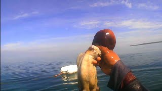 Day spearfishingphilipines🇵🇭🇵🇭🐙🐙 [upl. by Anoved]