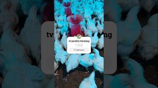 Tv poultry farming chicken poultryfood animalhusbandry poultry farming poultryfarming birds [upl. by Domingo438]