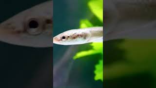 Baby Arapaima Gigas are truly a mini monster [upl. by Plank828]